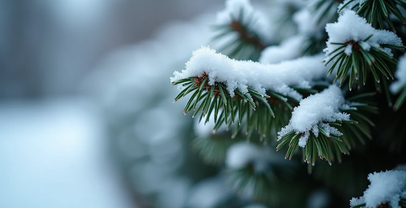 Cèdre taillé en forme conique recouvert de neige montrant comment la forme permet l'évacuation naturelle